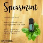 Spearmint uses